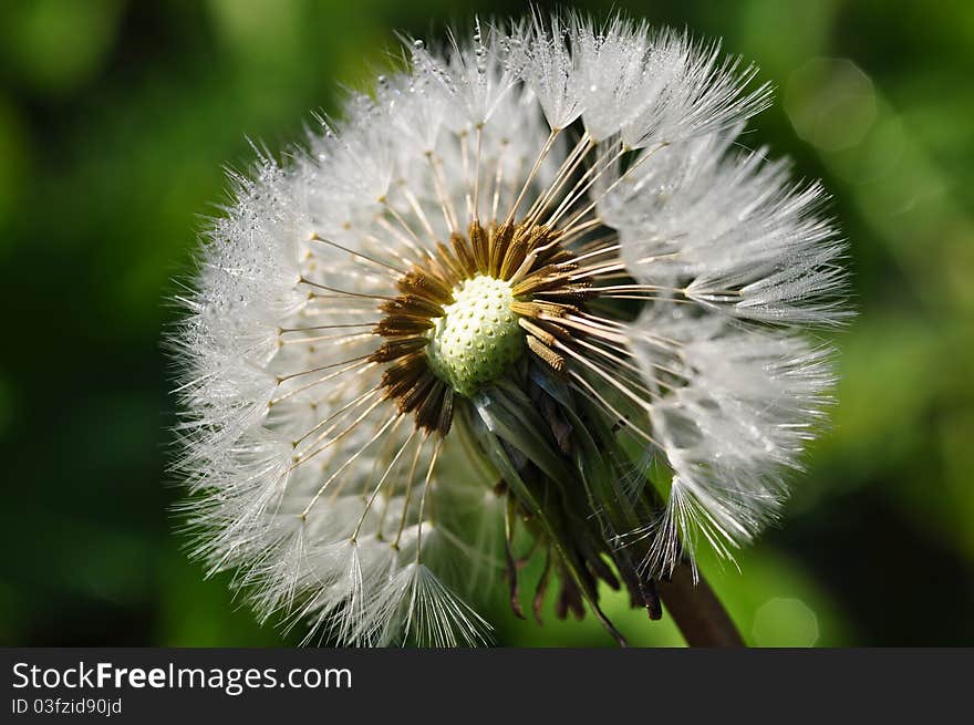 Dandelion