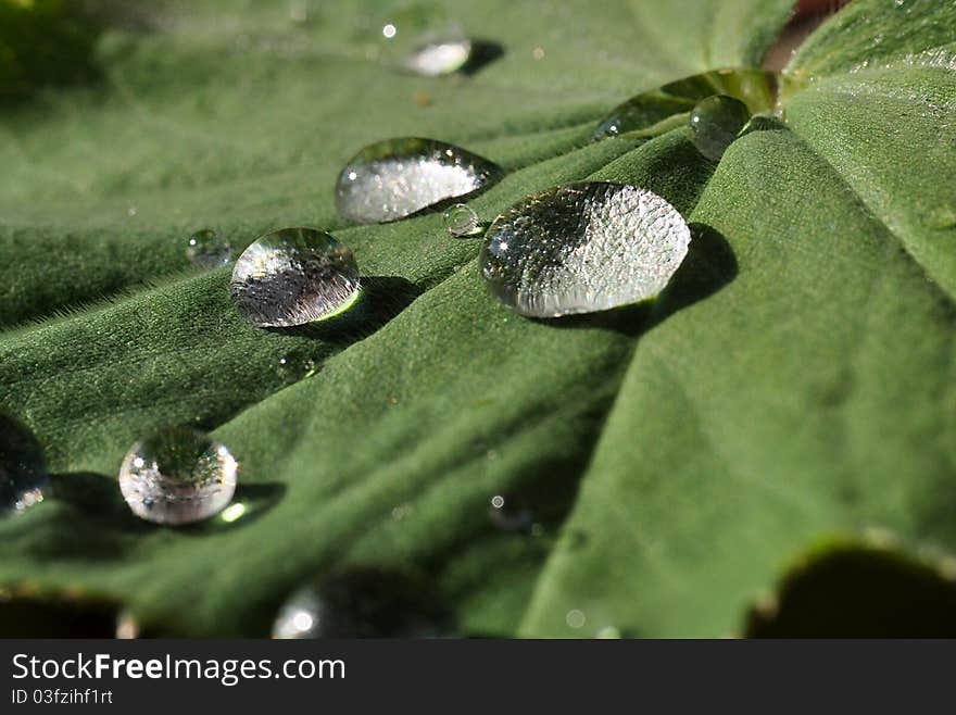 Waterdrop on a leaf