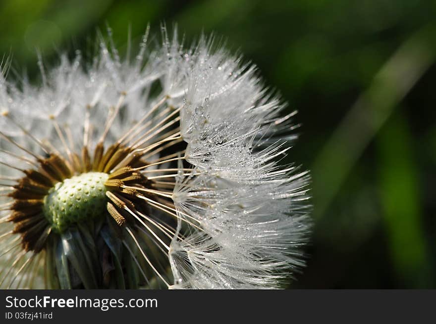 Dandelion