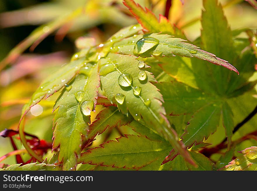 Maple leaf and water drops