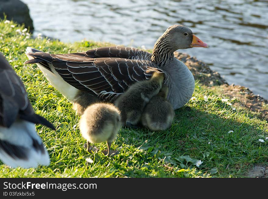 Baby geese under mom's wing on the river bank