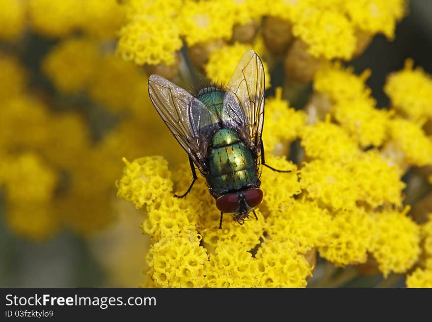 Lucilia sericata, Greenbottle fly from Germany, Europe