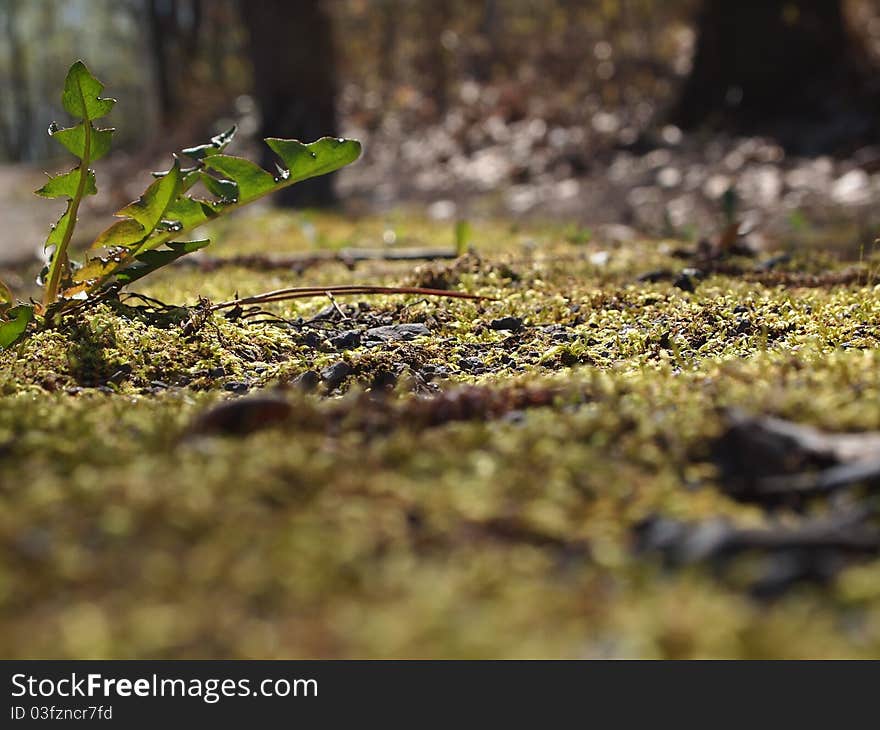 Moss in spring ground