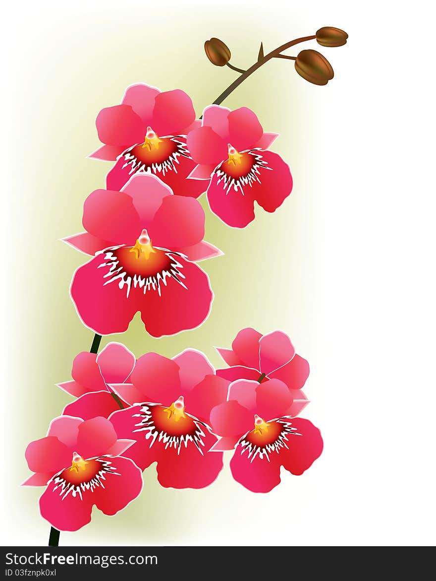 Pink Orchids on light green background