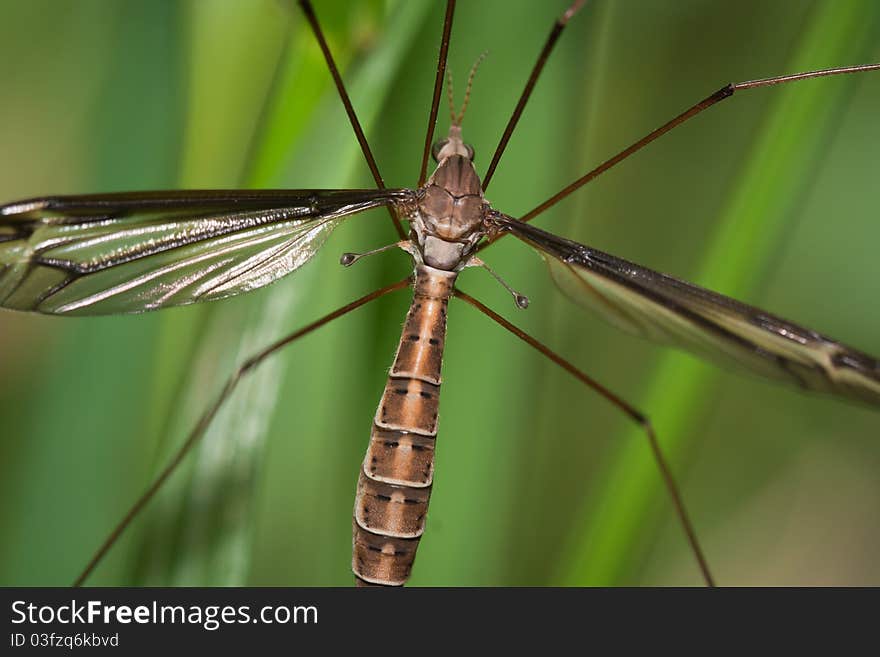 Mosquito Hawk