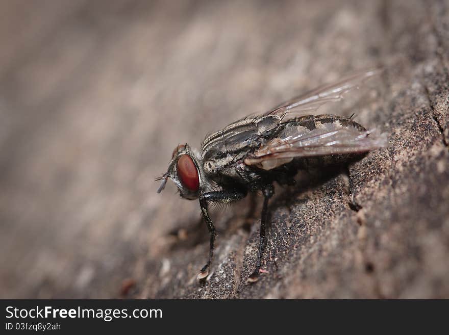 Fly just landed on wood and cleaning itself with front legs