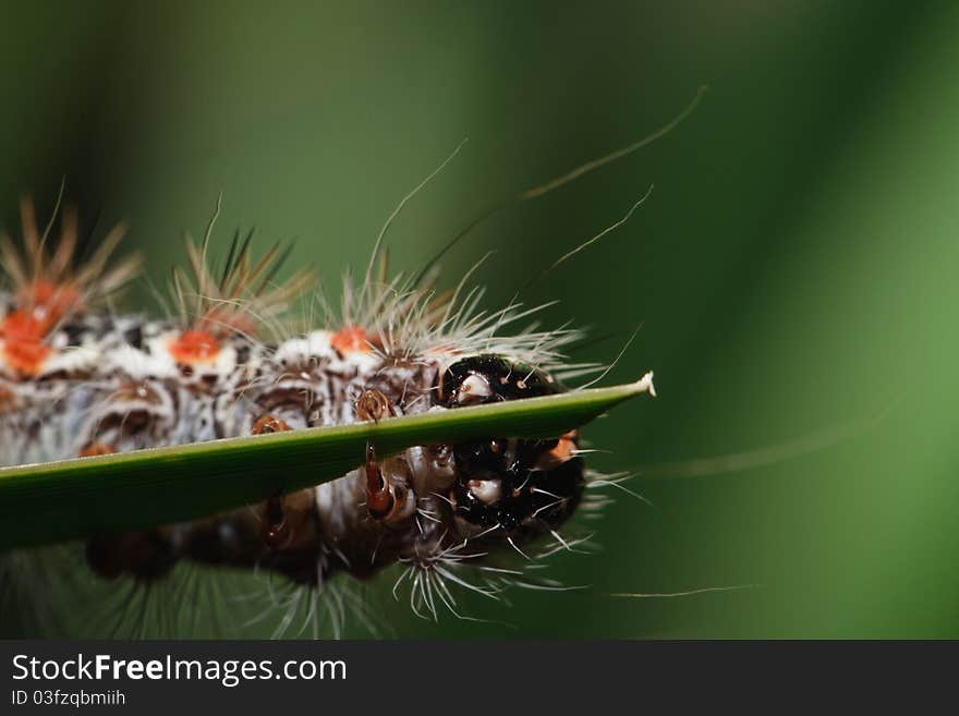 Caterpillar