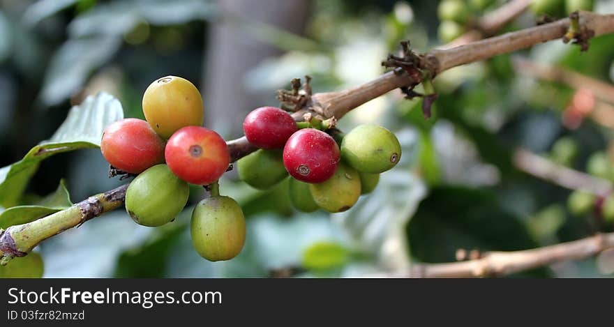 The fruit of the coffee tree, fresh berries still on the branch. Antigua Guatemala. The fruit of the coffee tree, fresh berries still on the branch. Antigua Guatemala.