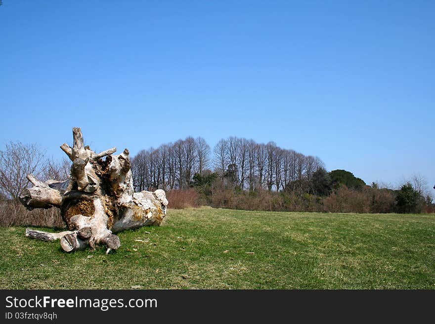 Trunk of a fallen tree on a green lawn.