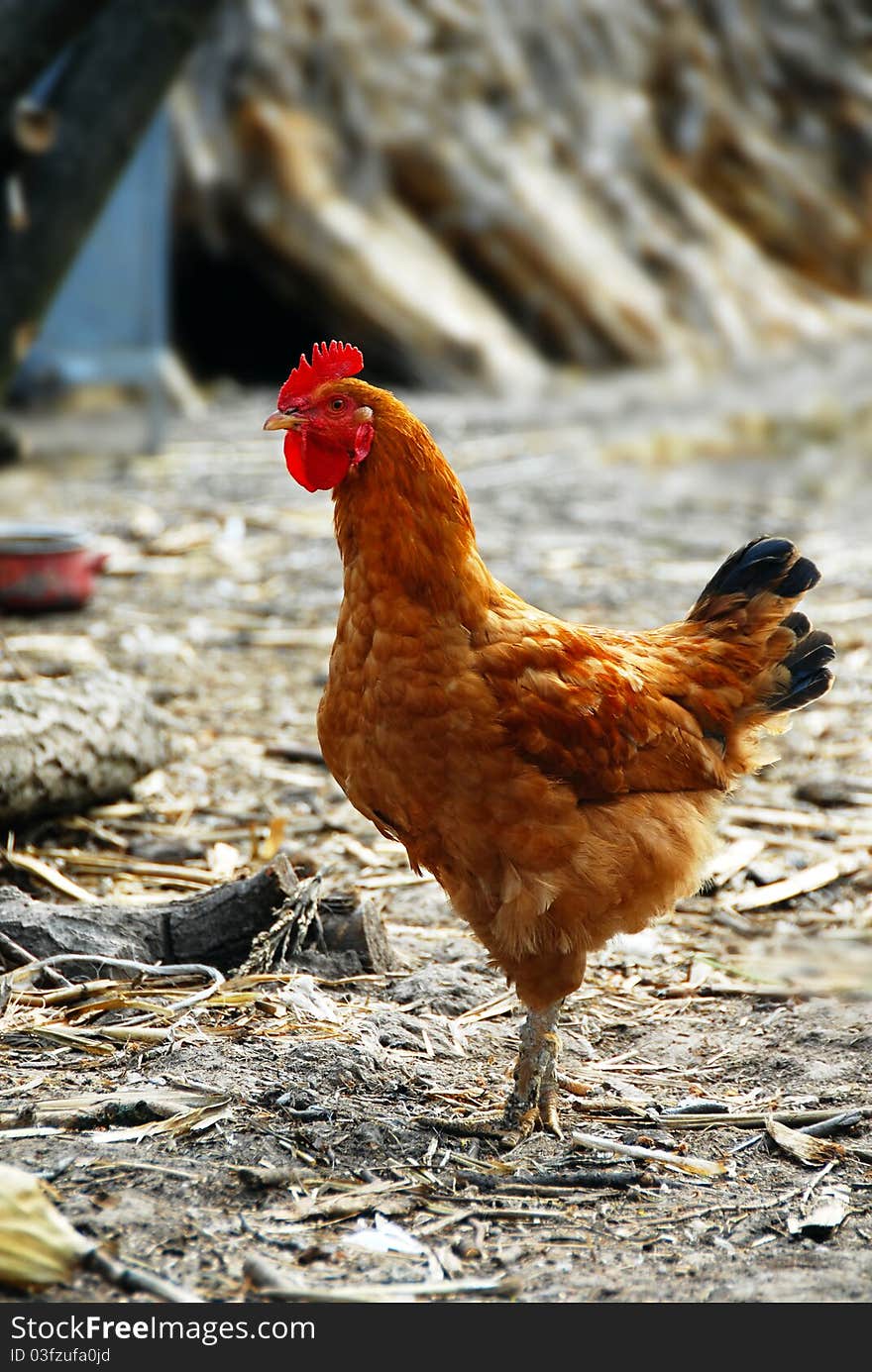 One adult brown hen outdoors over natural background. One adult brown hen outdoors over natural background