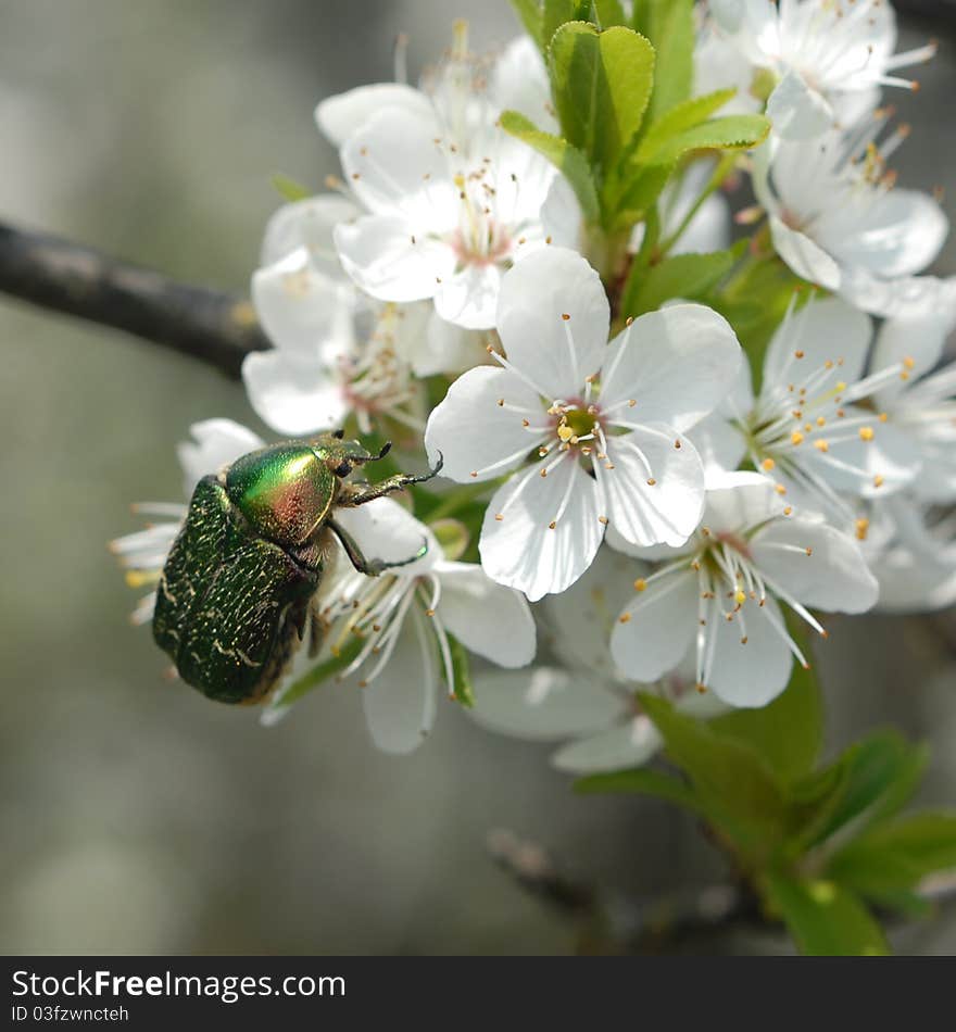 Green beetle on cherry petals