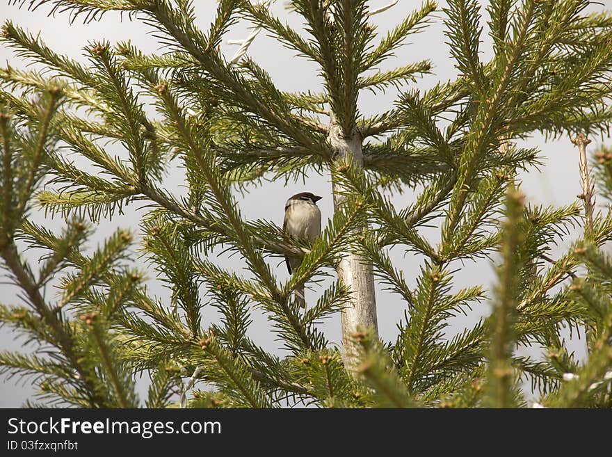 Sparrow on a fir