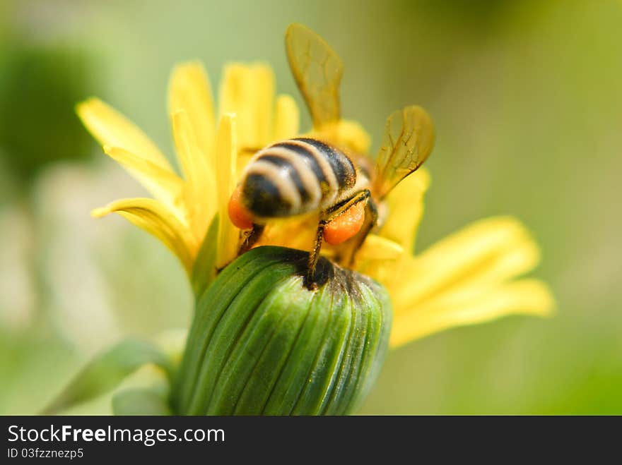 A bee on a dandelion flower with honey on its legs