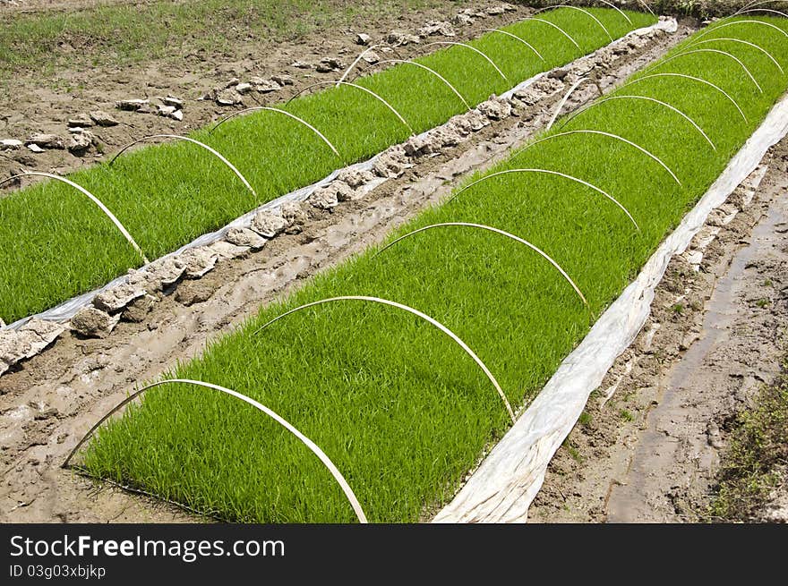 Rice Seedlings