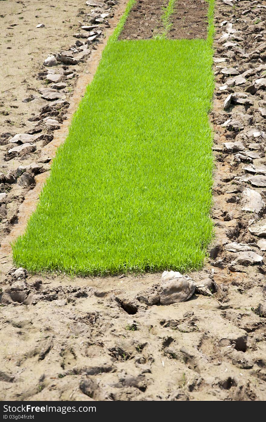 Rice seedlings