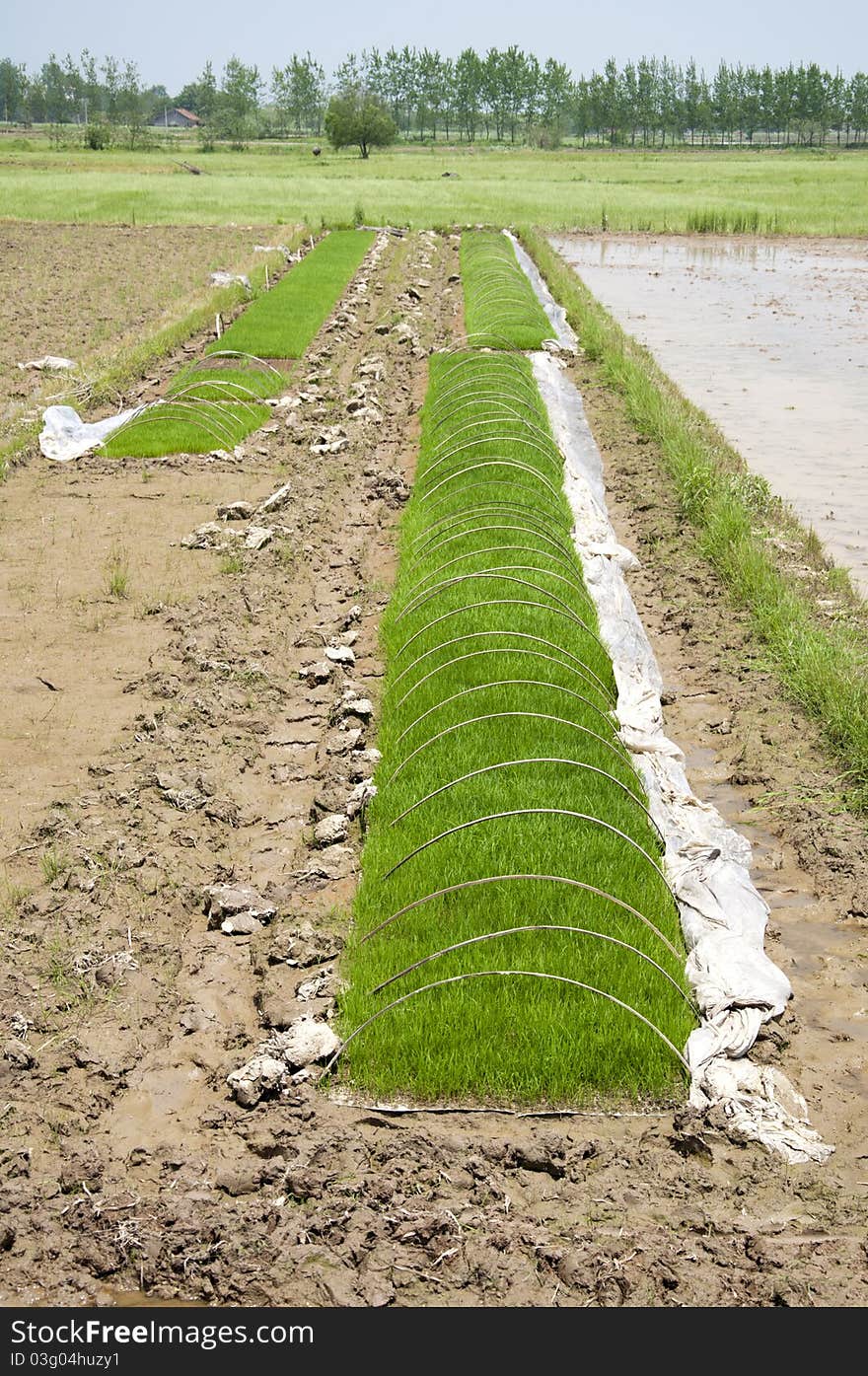 Rice Seedlings