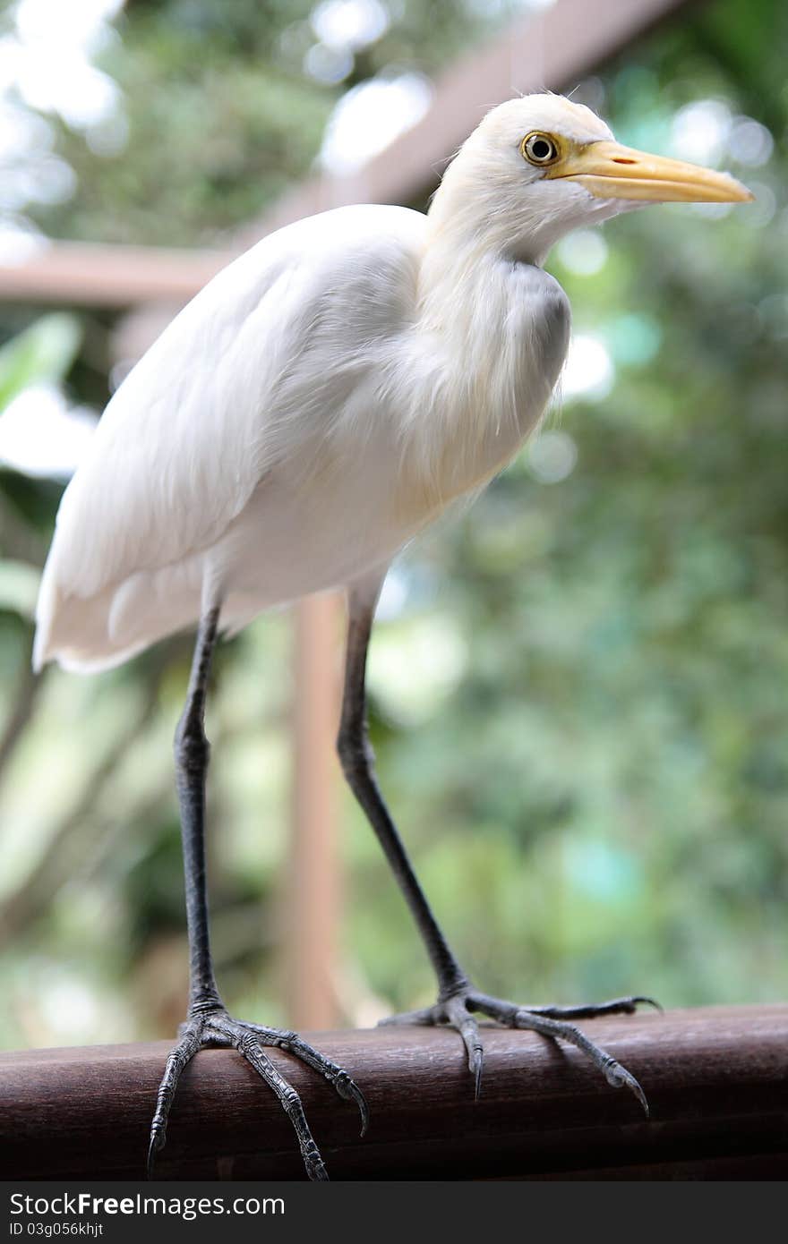 Great White Egret