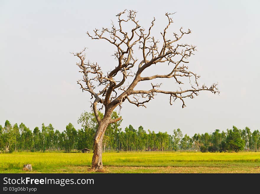 A big tree shed leaves in bright green field surrounding