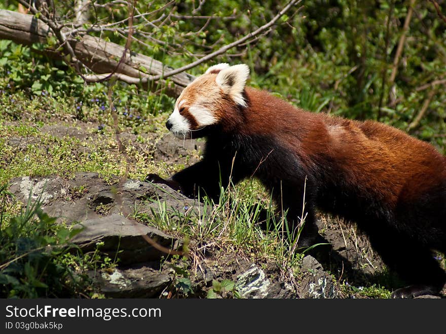 Ailurus fulgens