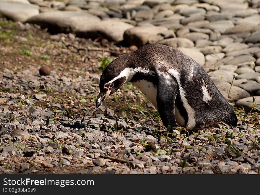 Penguin looking for food in zoo Prague. Penguin looking for food in zoo Prague