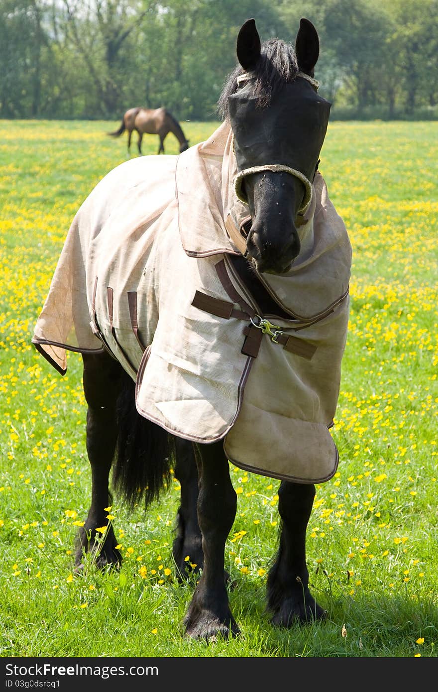 A horse wearing en eye protector in order to protect the eyes against disease. an overcoat is also being worn. A horse wearing en eye protector in order to protect the eyes against disease. an overcoat is also being worn.