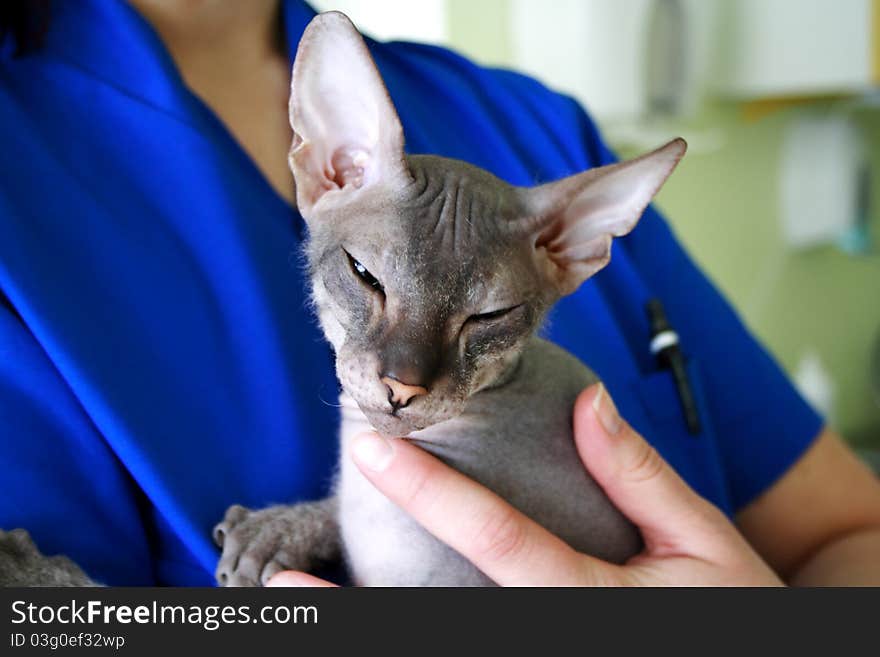 Sphinx cat  sitting on the veterinary hands