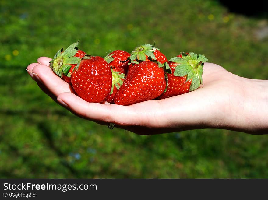 Fresh strawberries in hands