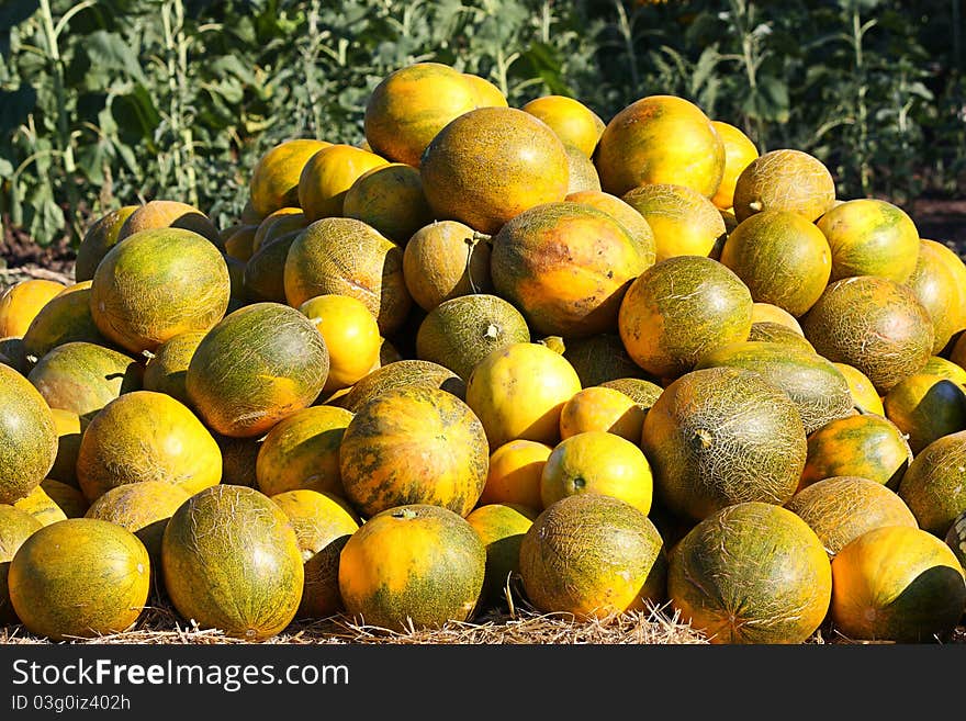 A heap of melons lies on the earth