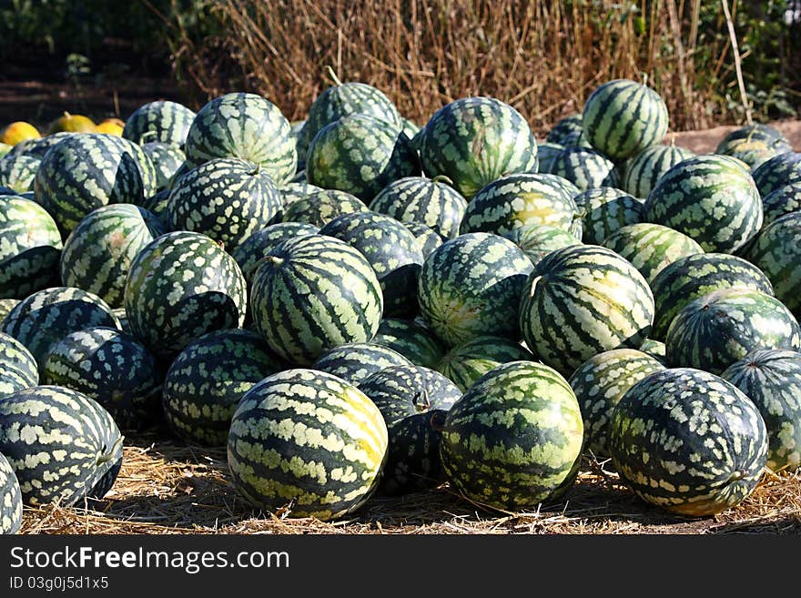 A heap of water-melons lies on the earth