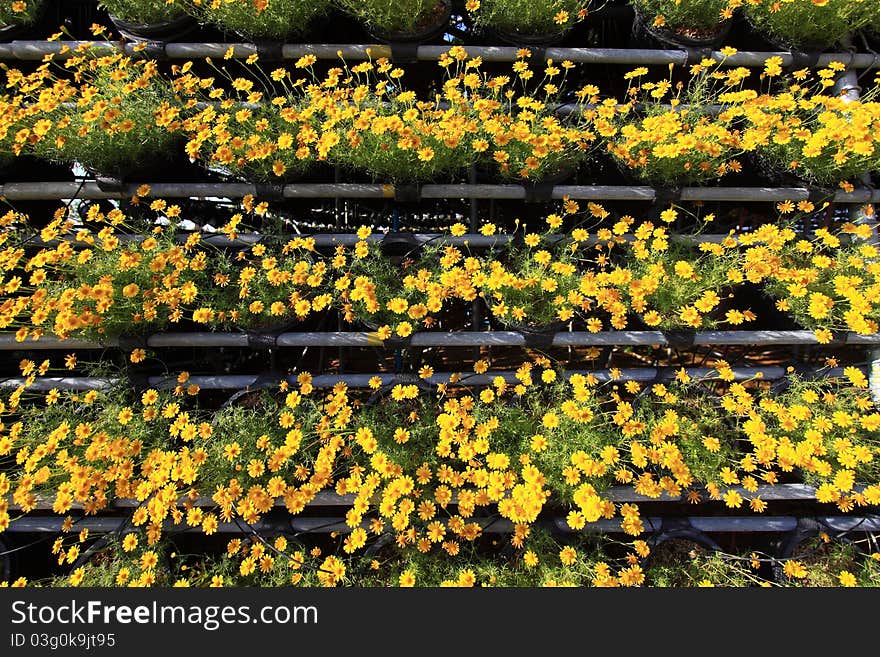 Yellow flowers