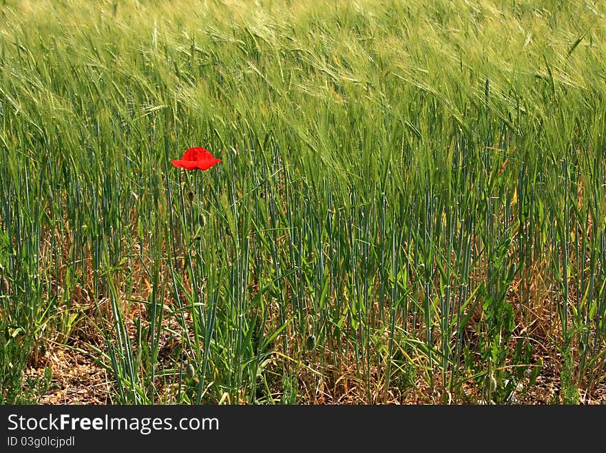 One ad only  red mak in between  green wheat field. One ad only  red mak in between  green wheat field.