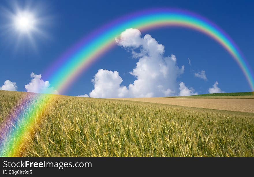 Golden wheat field with blue sky in background