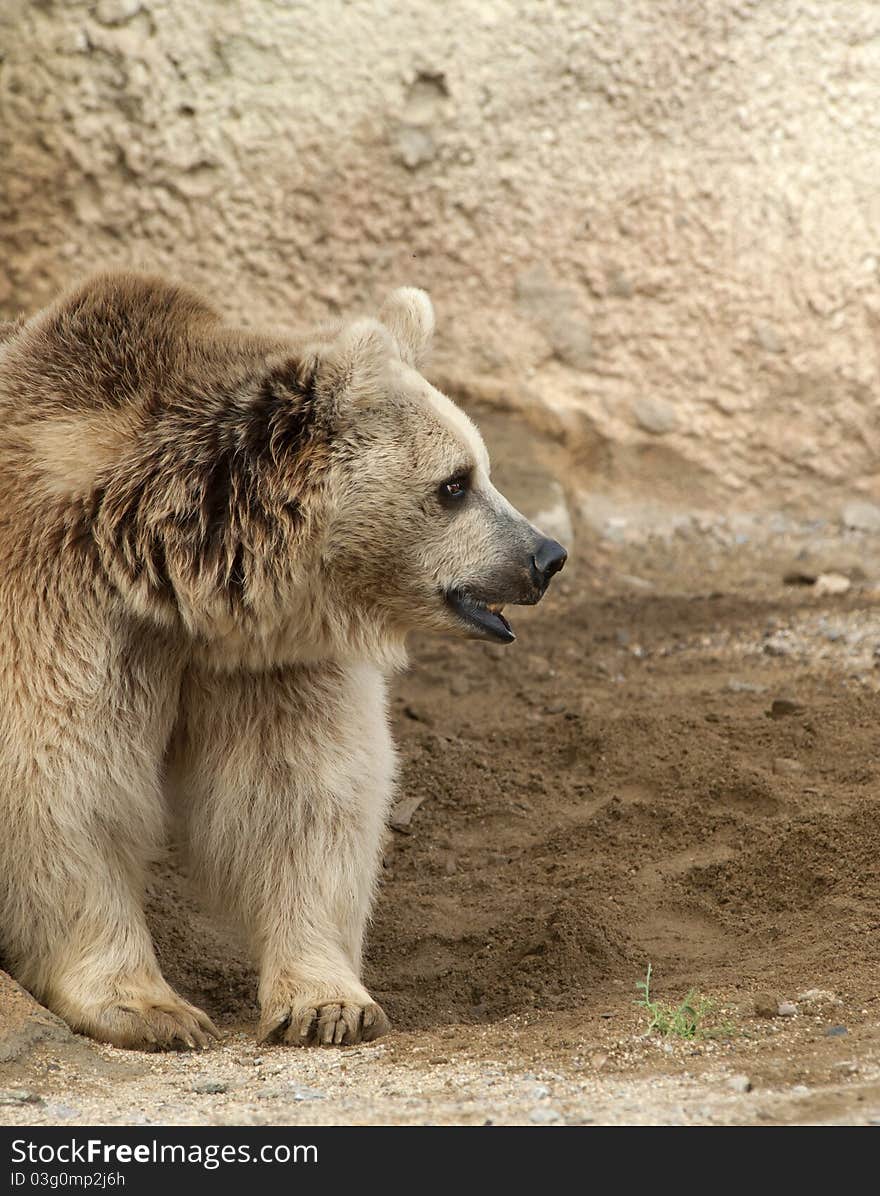 Brown Bear looking to the right