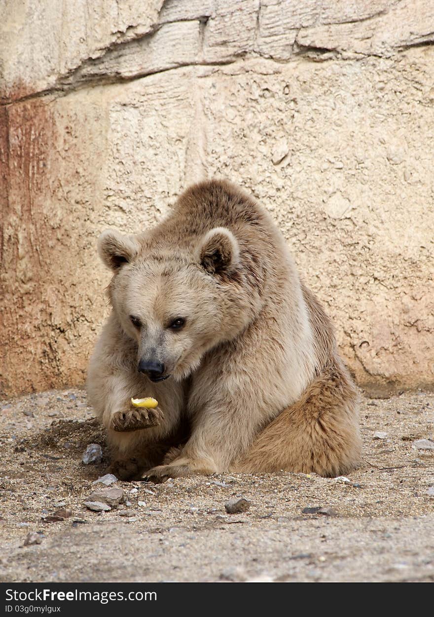 Brown Bear