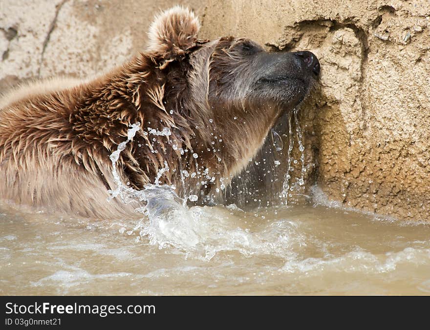 Brown Bear