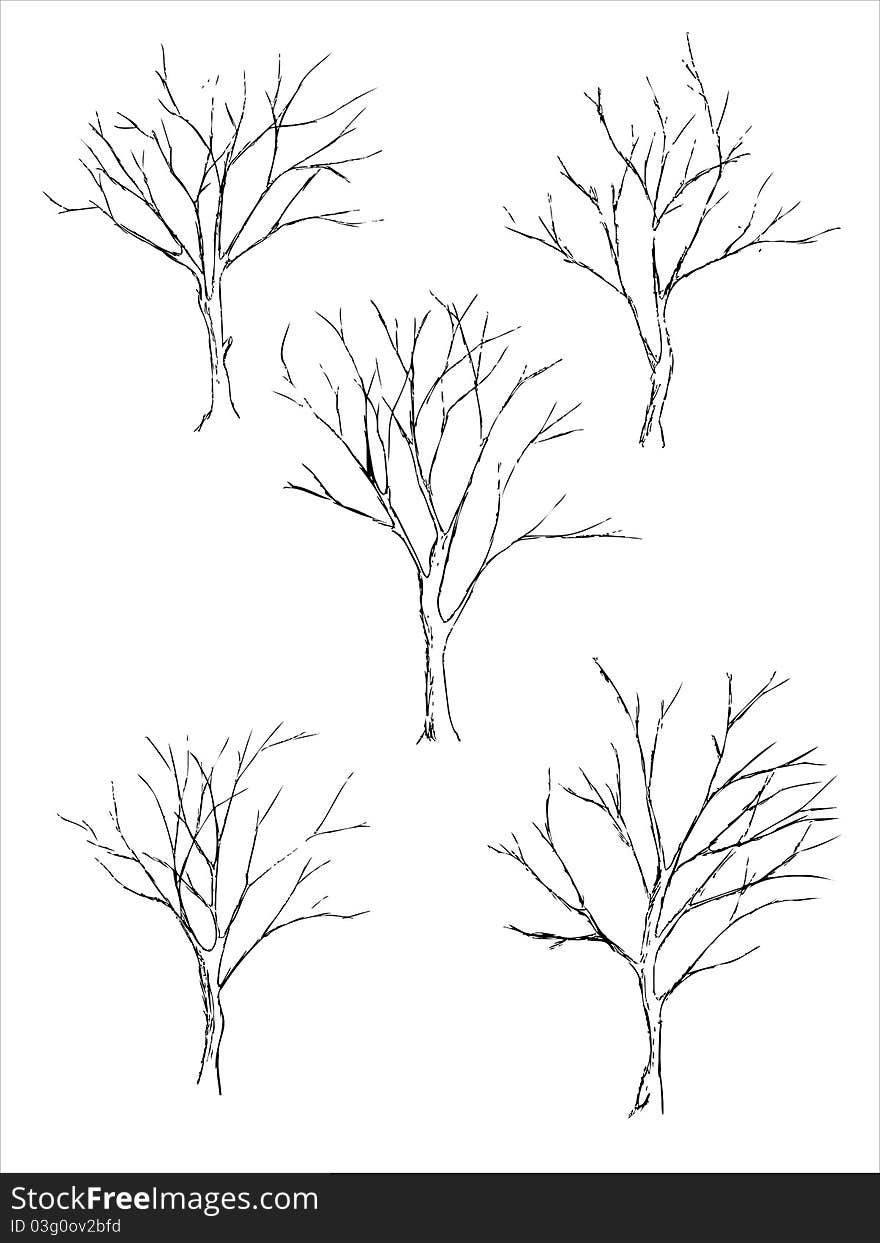 Tree sketches on white background