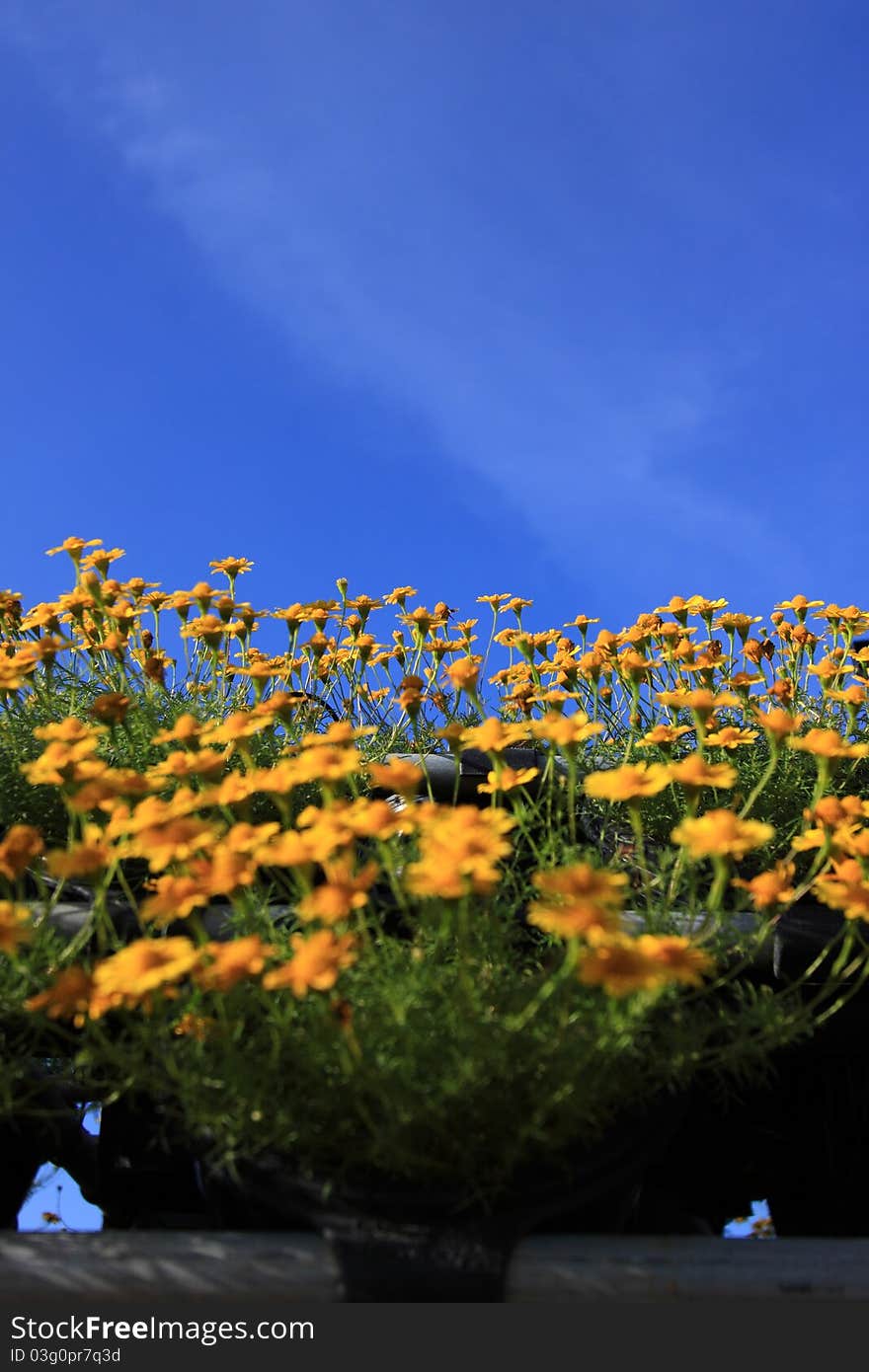 Yellow Flowers