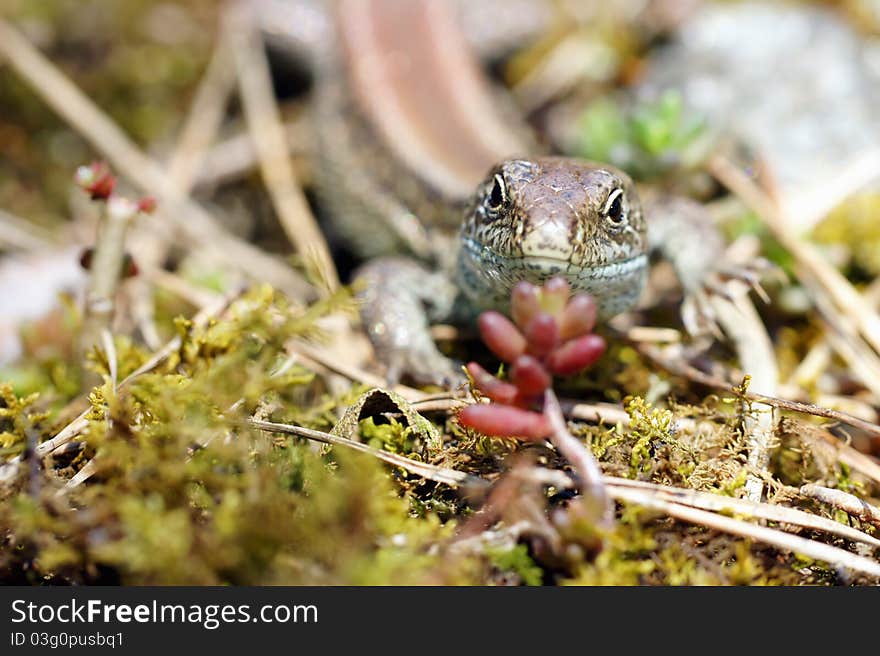 Lizard portrait