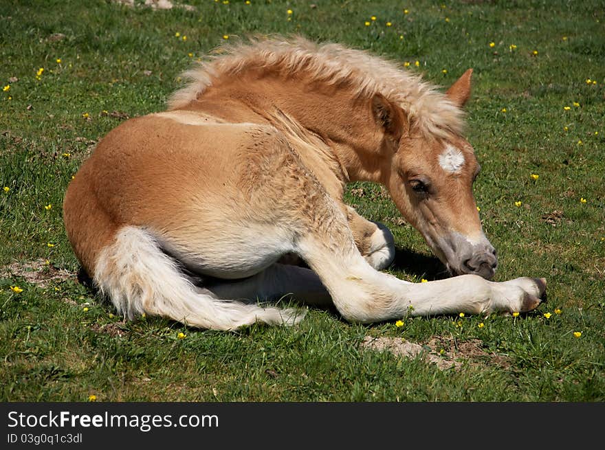 Portrait of colt in the grass