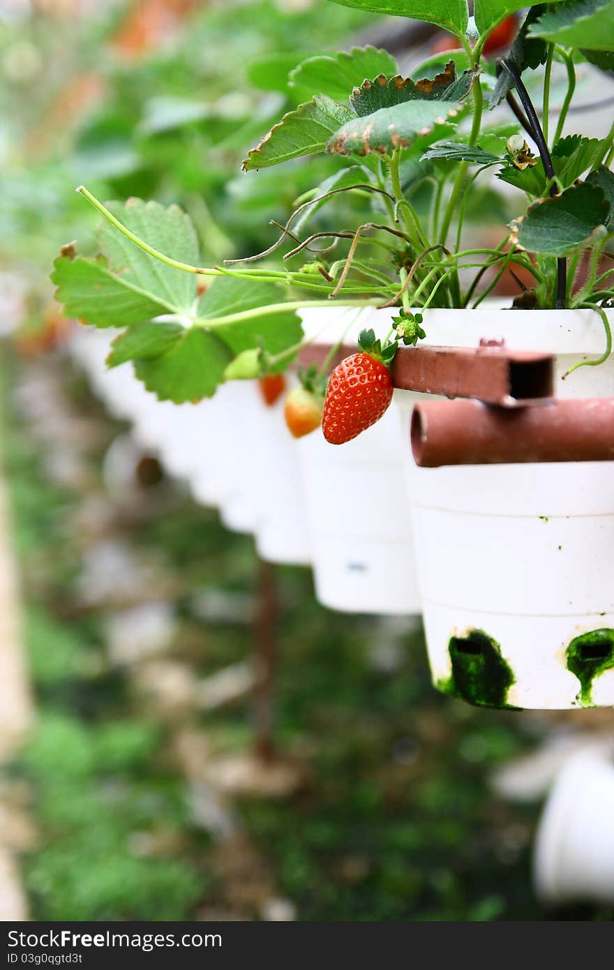 Strawberry in the Strawberry Farm taken during a visit to Cameron Highlands, Malaysia