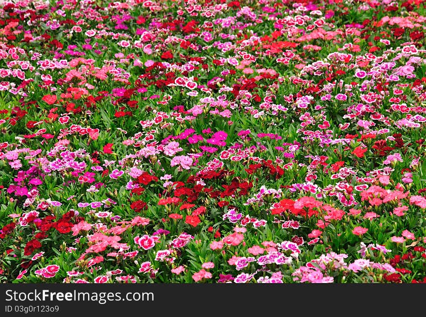 Colorful small flower in the garden. Colorful small flower in the garden