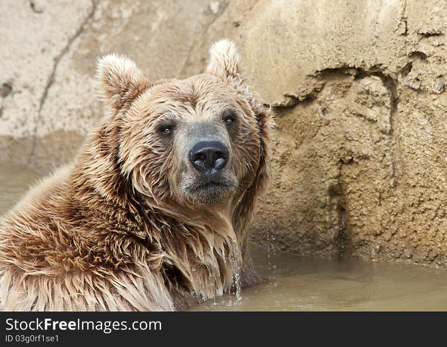 Brown Bear swimming in a pond