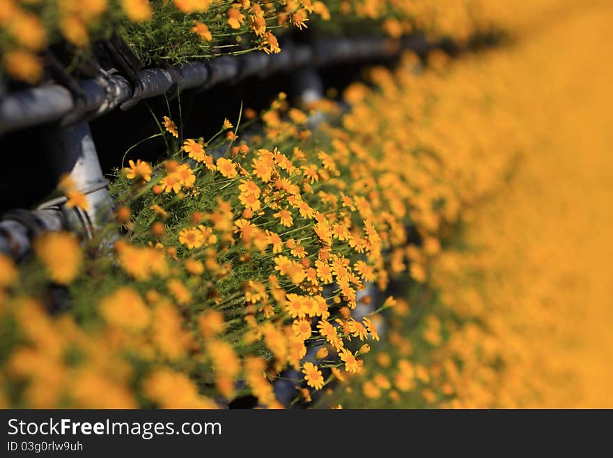 Yellow Flowers