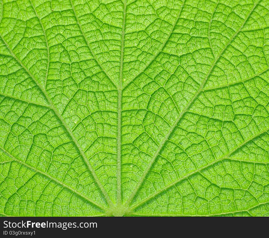 Extreme macro of green leaf with veins like a tree. Extreme macro of green leaf with veins like a tree