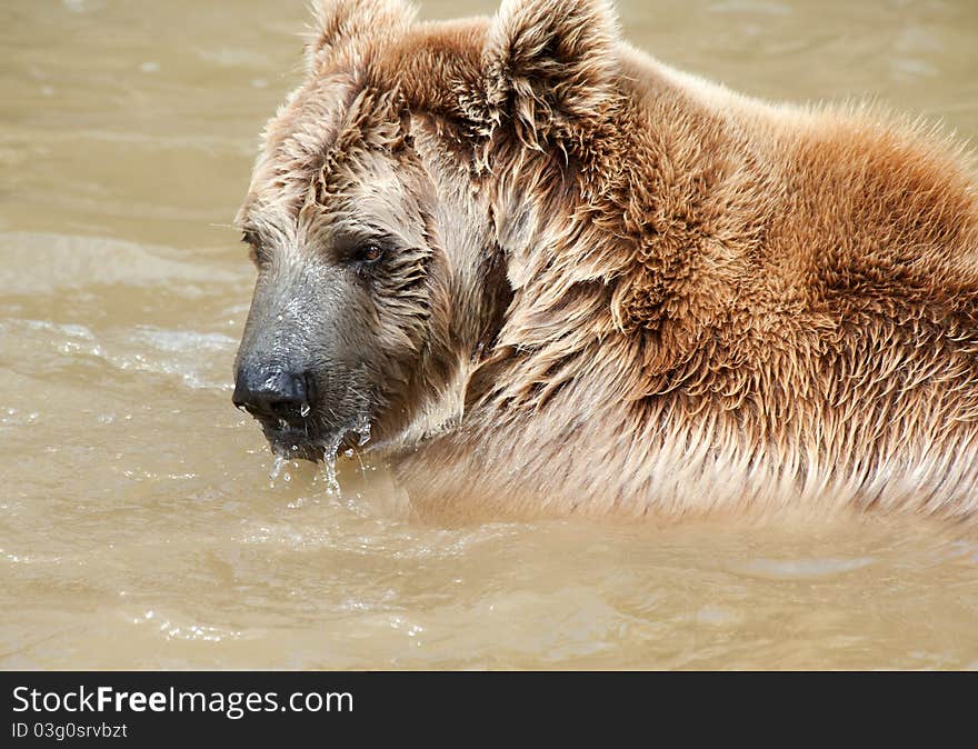 Brown Bear swimming in a pond