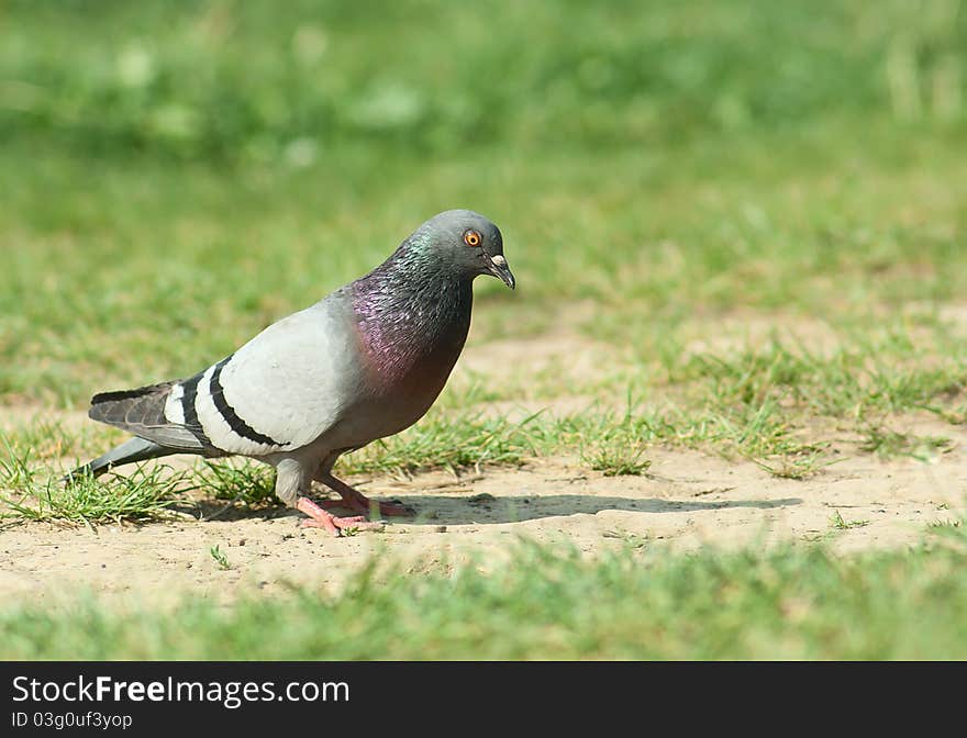 Grey Pigeon on field road