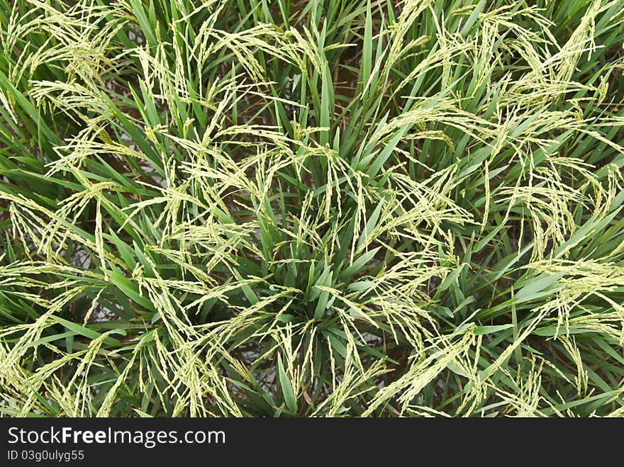 The green rice field in Thailand ,chiangrai