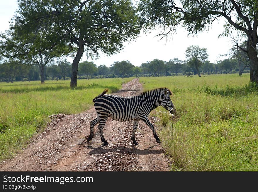 Zebra on the savannah in Africa