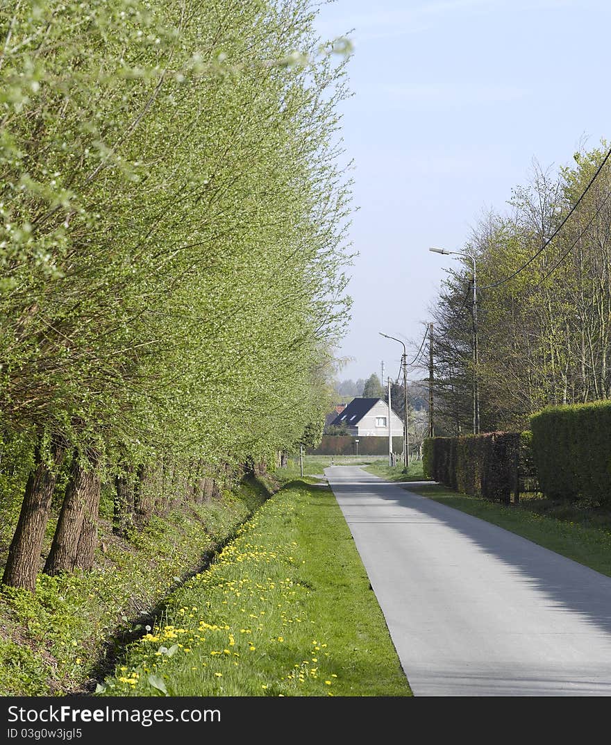 Road with alley of trees