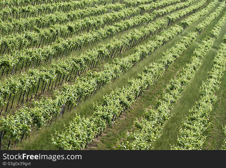 Vineyard Background Texture